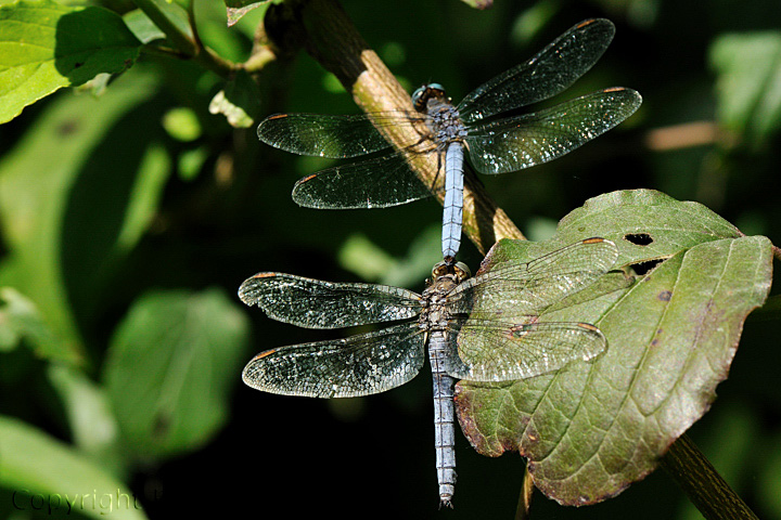 Orthetrum brunneum & coerulescens